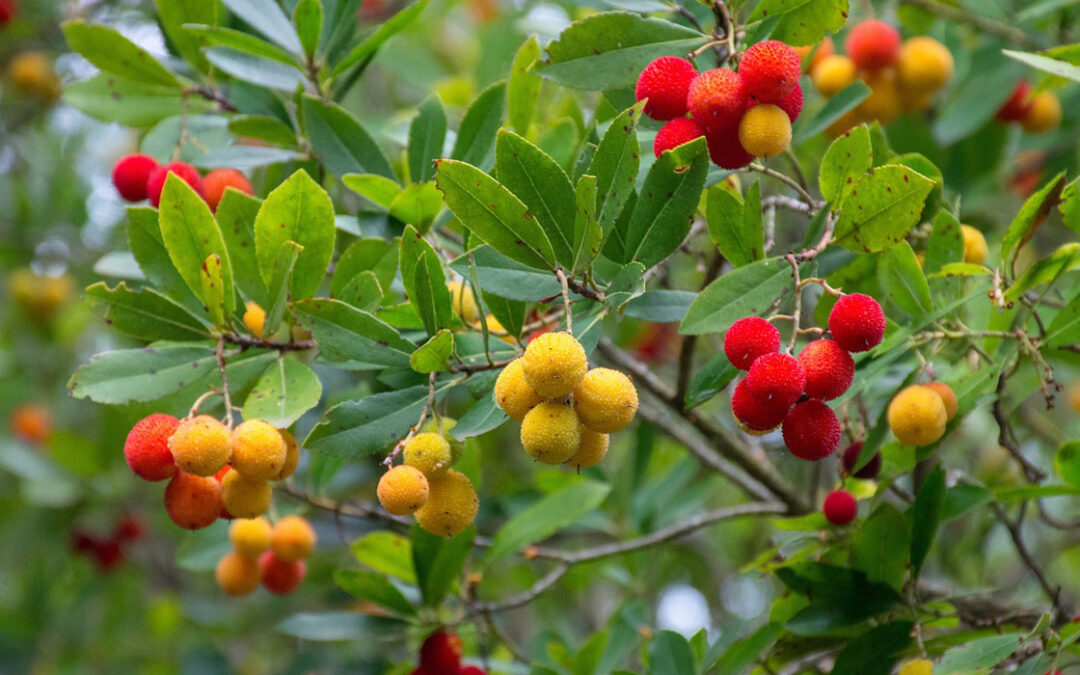Arboç · Arbutus unedo