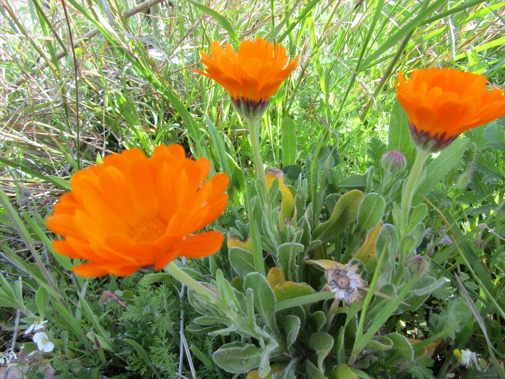 Caléndula Officinalis
