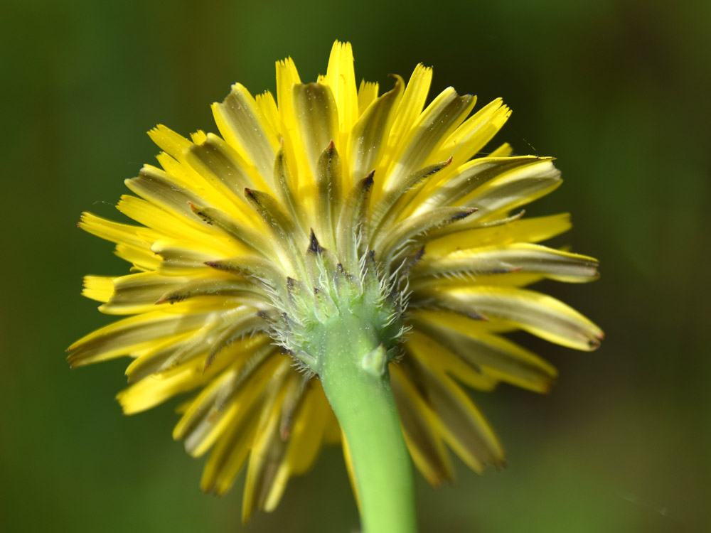 Hypochaeris radicata