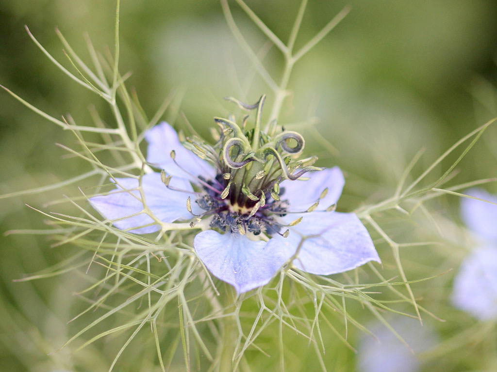 Nigella damascena