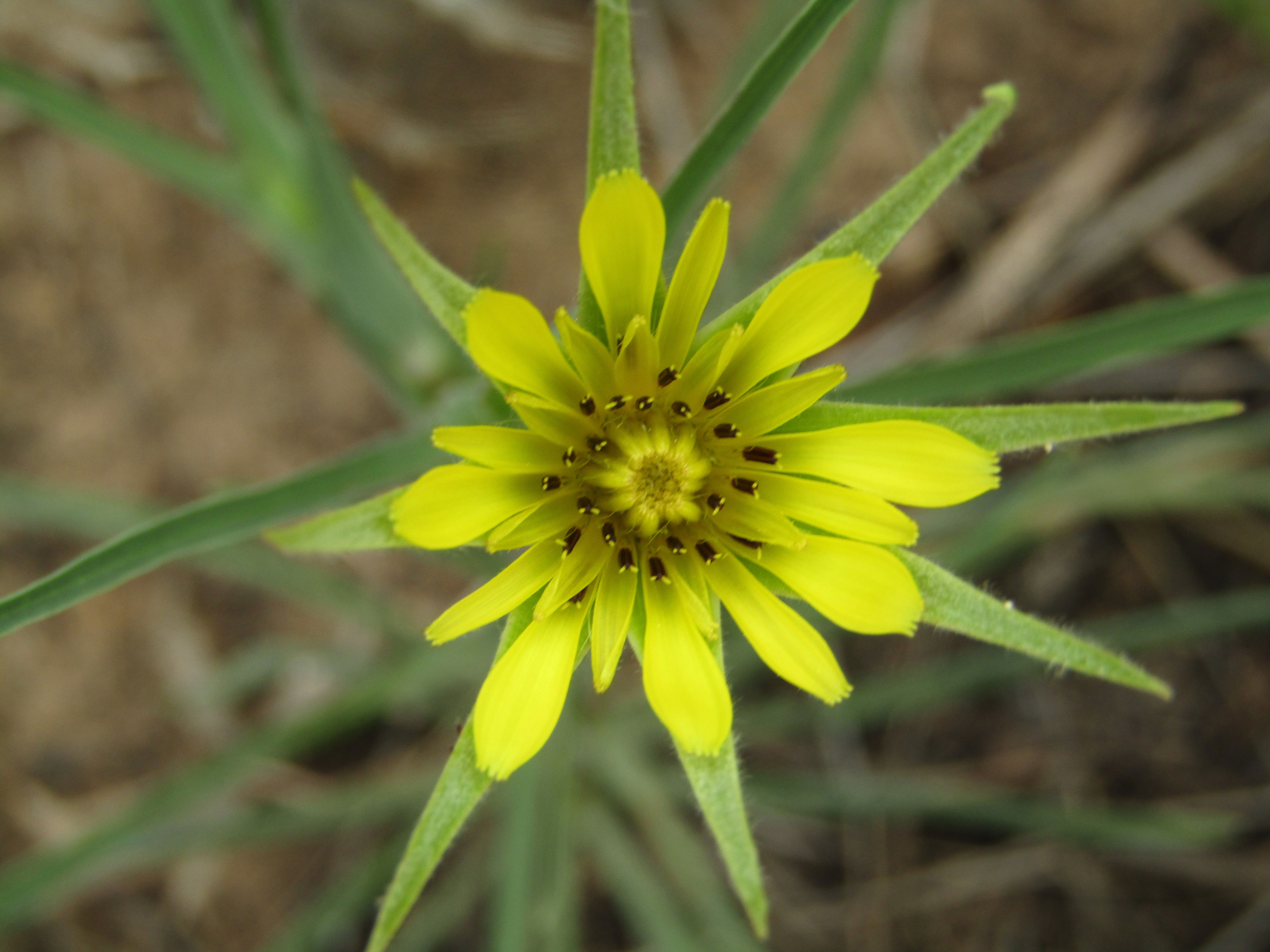 Tragopogon pratensis