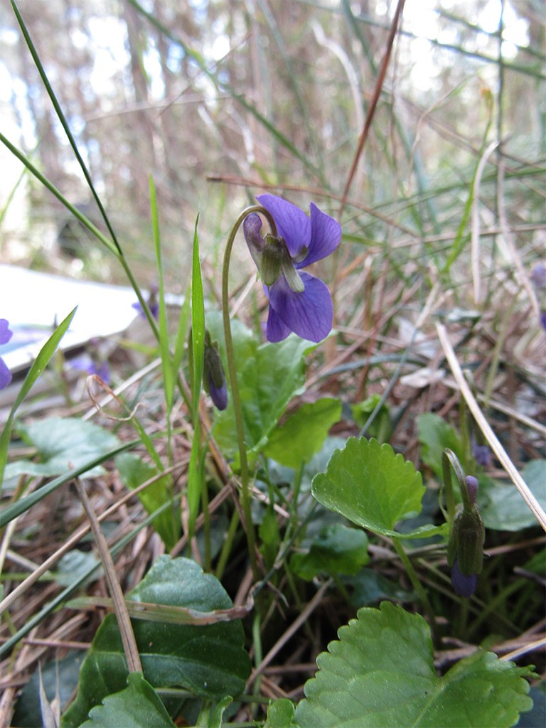 Viola alba